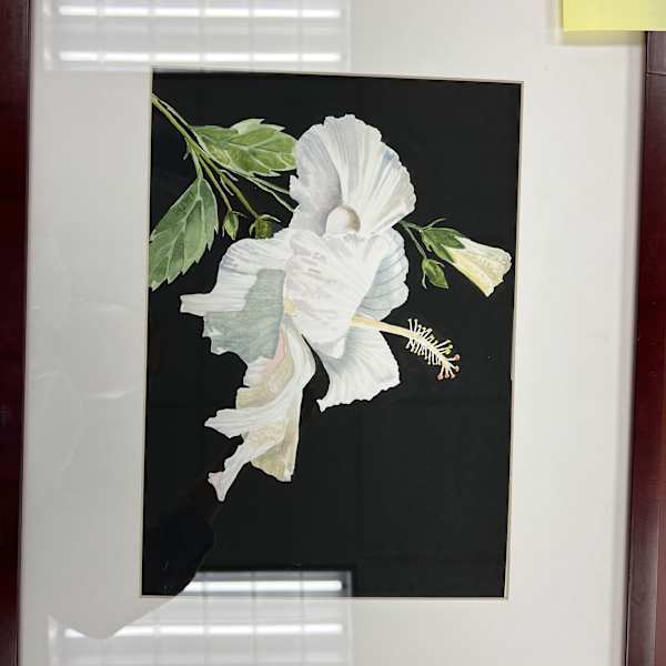 White Hibiscus by Laurie Downey, Image 11.