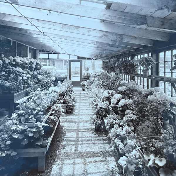 Greenhouse by Max Debenham Zintsmaster, Image 1.