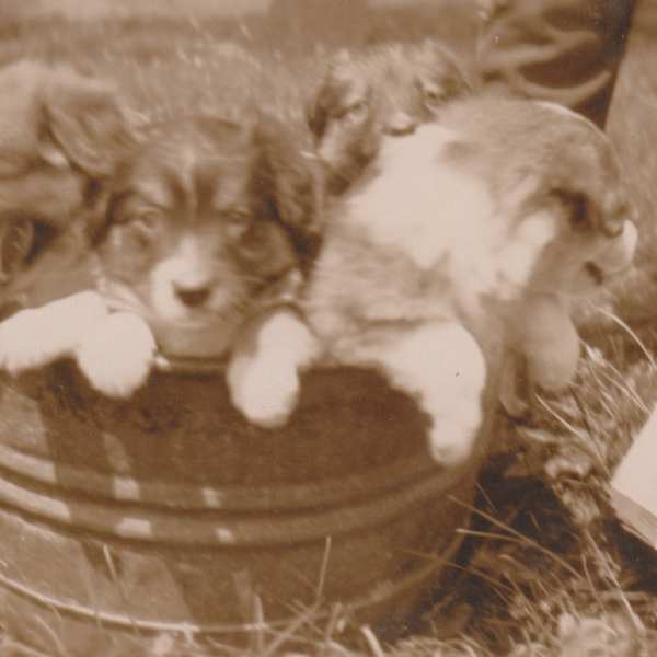Tub of Puppies by Maynard A. Knights, Image 1.