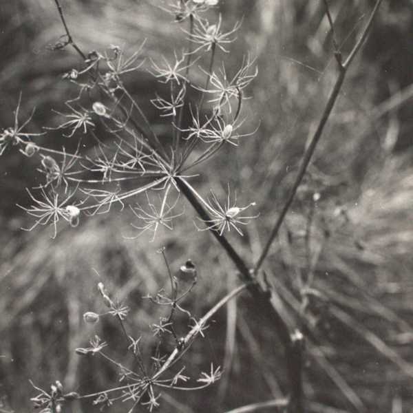 Cow Parsley by Ann Stewart, Image 1.