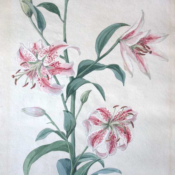 Tiger Lily by Viola Palmer, Image 1.