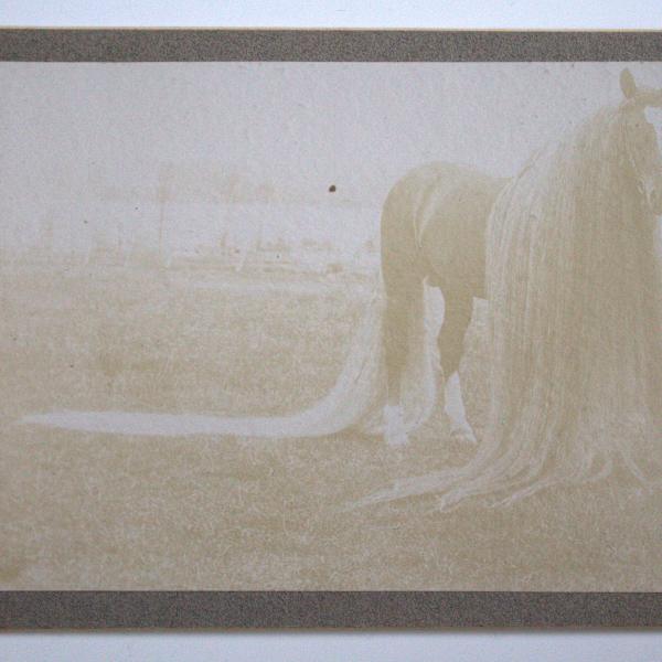 Horse with Long Mane by Frank Wendt, Image 1.