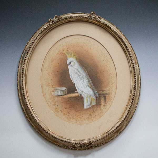 Portrait of a Cockatiel by Harry Bright, Image 1.