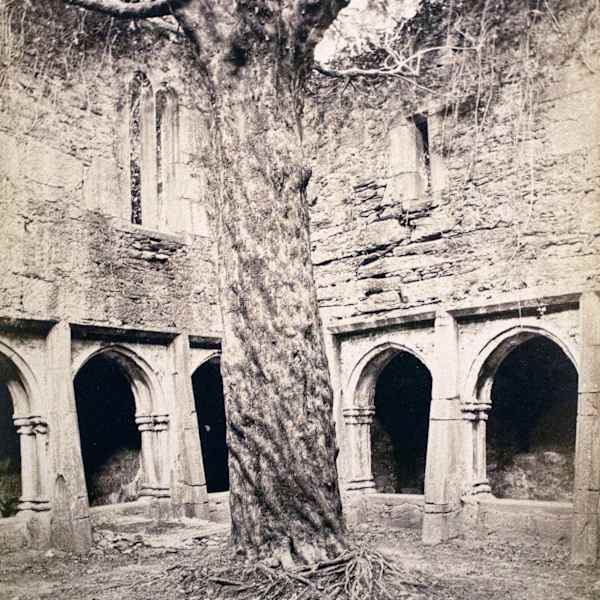 Muckross Abbey, Killarney by William Mervyn Lawrence, Image 1.