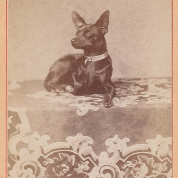 Dog on Table by John E. Larkin, Image 2.