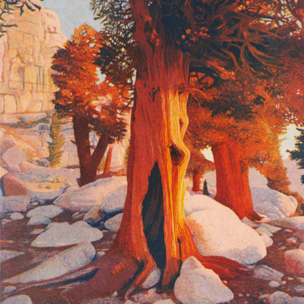 Foxtail Pines by Stephen McMillan, Image 2.
