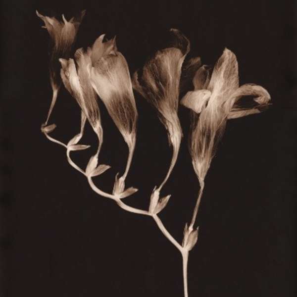 Freesia I by Ron Moultrie Saunders, Image 1.