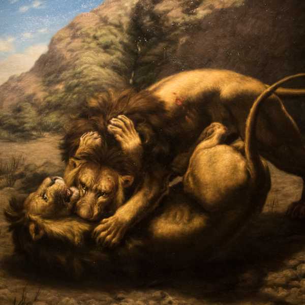 Two Lions Fighting for a Lioness by George Rene Whaite, Image 1.