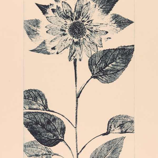 Sunflower by Robert Allan Cale, Image 2.