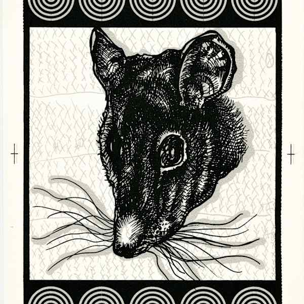 Kahu by John Hitchcock, Image 2.