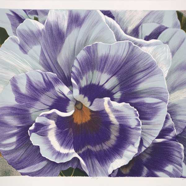 Pansy by Winifred Godfrey, Image 3.