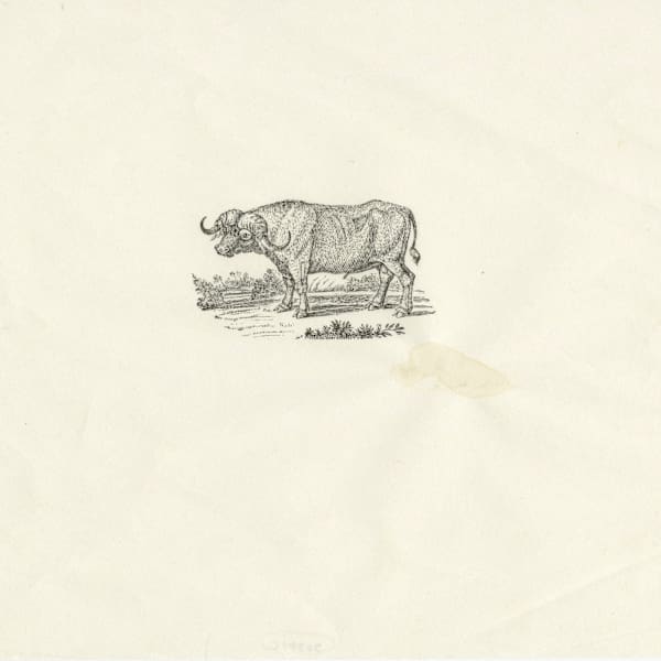 Water Buffalo by Tanaka Ryohei, Image 2.