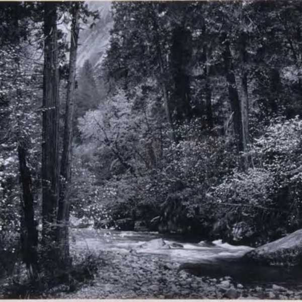 Tenga Creek, Yosemite by Ansel Adams, Image 2.