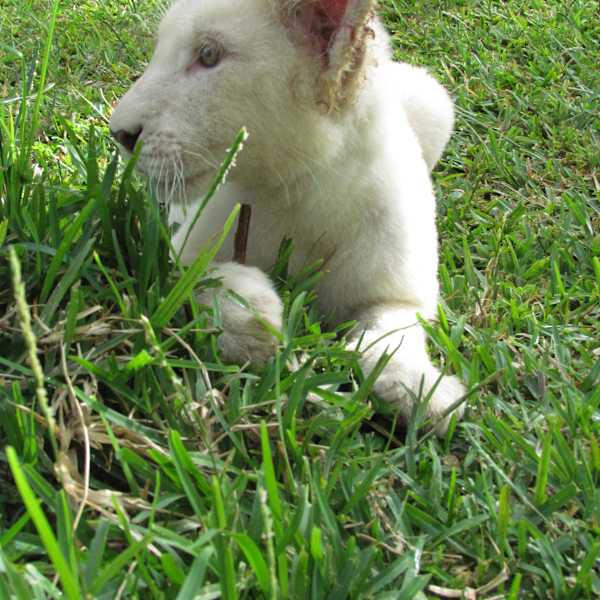 White Lion Cub by Derek Jinks, Image 1.