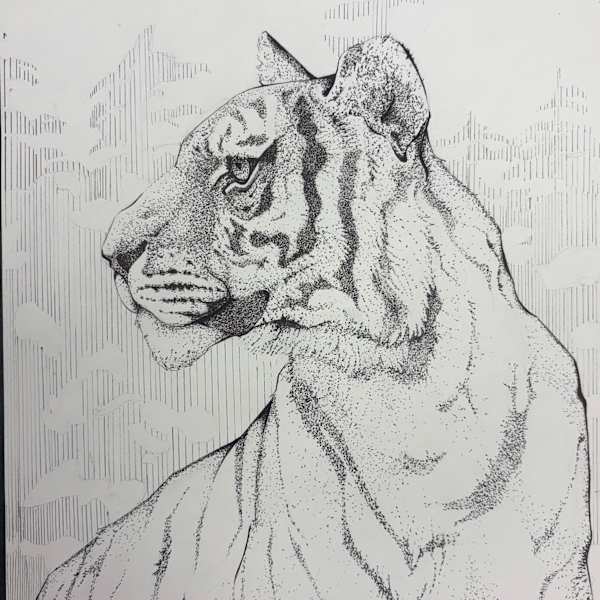 Tiger by Sof Berlanga, Image 2.