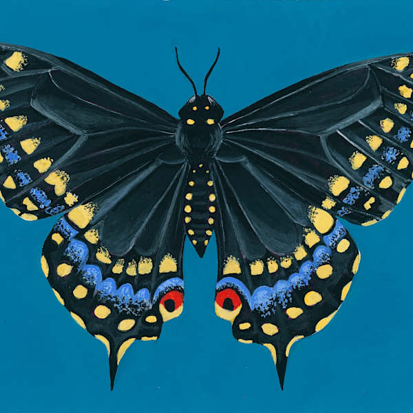 Swallowtail Butterfly by Marlee Louise Laman, Image 1.
