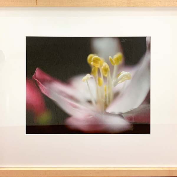 Cherry Blossom by Jolene Adams, Image 1.