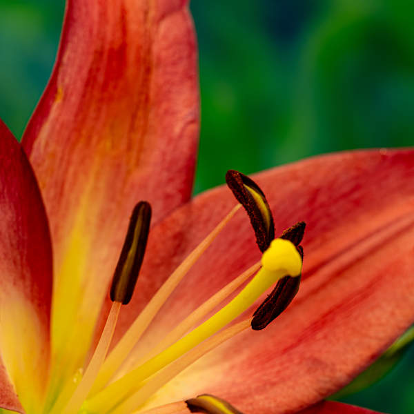 Up Close and Personal by Stephanie Banks, Image 1.