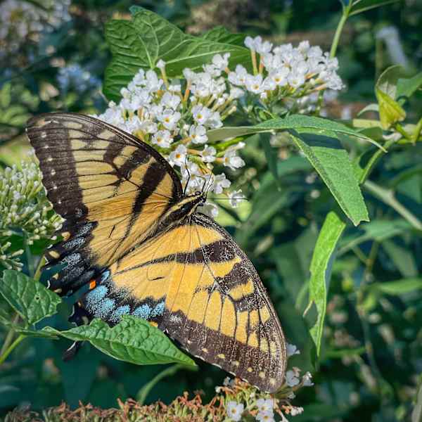 Swallowtail In Place by Paul Buehler, Image 1.