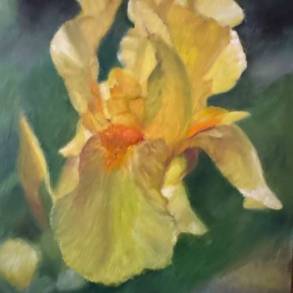 Yellow Bearded Iris by Nancy Blacker, Image 1.