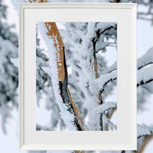 Bright Snow Gums II by Fiona Latham-Cannon, Image 1.