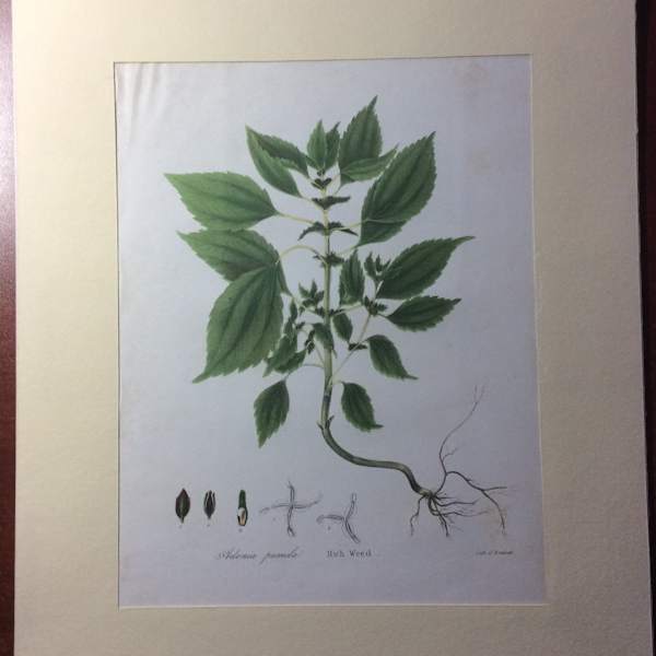 Rich Weed 1843 Litho. by John Torrey, Image 1.