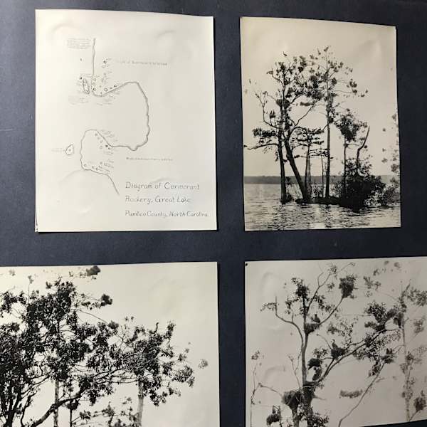 Antique Ornithology (Bird) Photo Album Vol. I of IV (Early 1900's) by Unknown Photographer, Image 9.