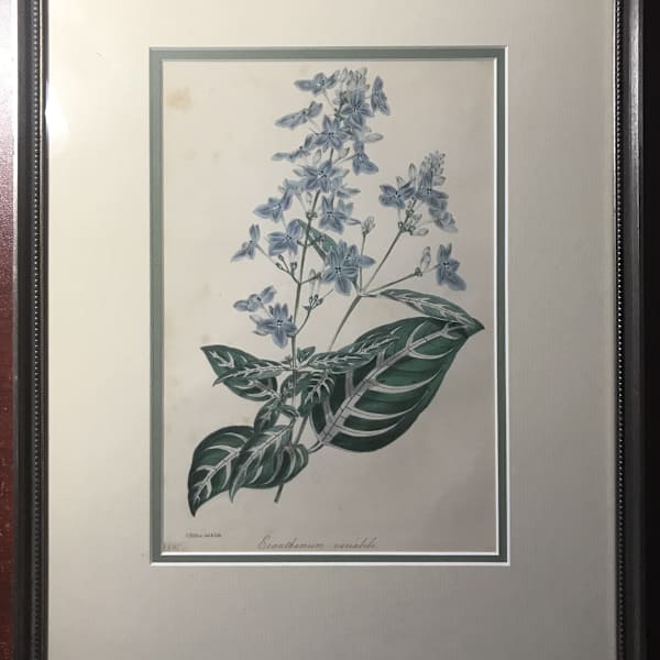 1845 Violet Eranthemum Flower Botanical Print by Sir Joseph Paxton, Image 1.