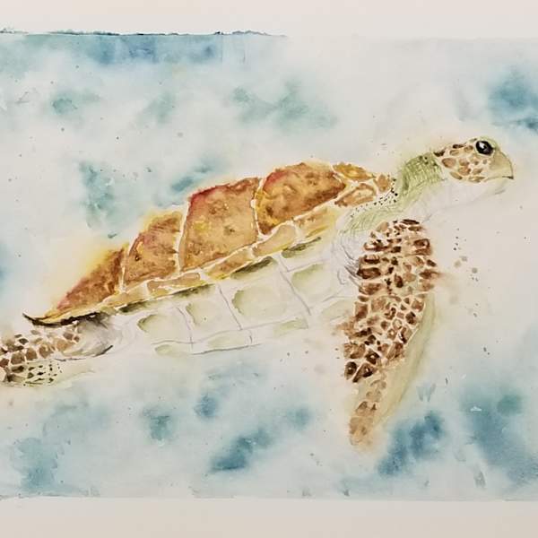 Turtle by Brennan Flach, Image 1.