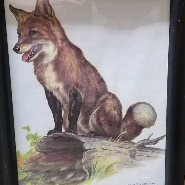Print (Fox) by Clark Bronson, Image 1.