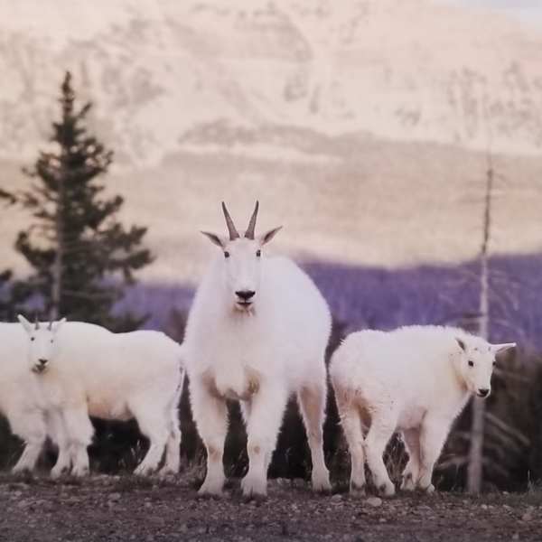 Uinta Mountain Goats by Timothy Thimmes, Image 1.