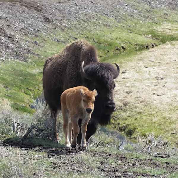 Buffalo and Baby by Taylor Bowen, Image 1.