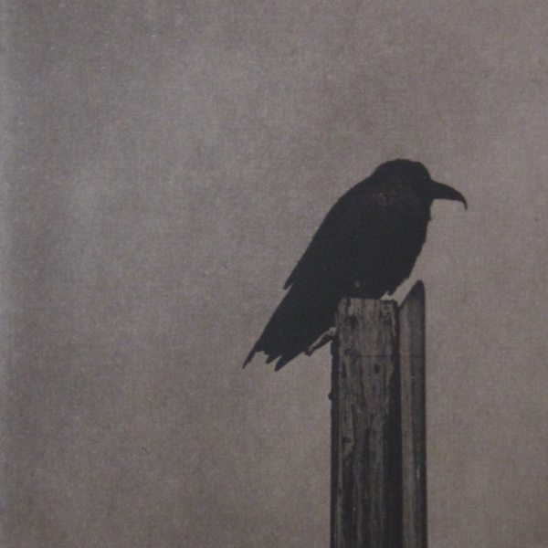 Still life with Raven by Unai San Martin, Image 16.