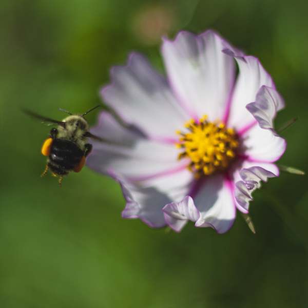 The Bee's Arrival by Andrew Conley, Image 1.
