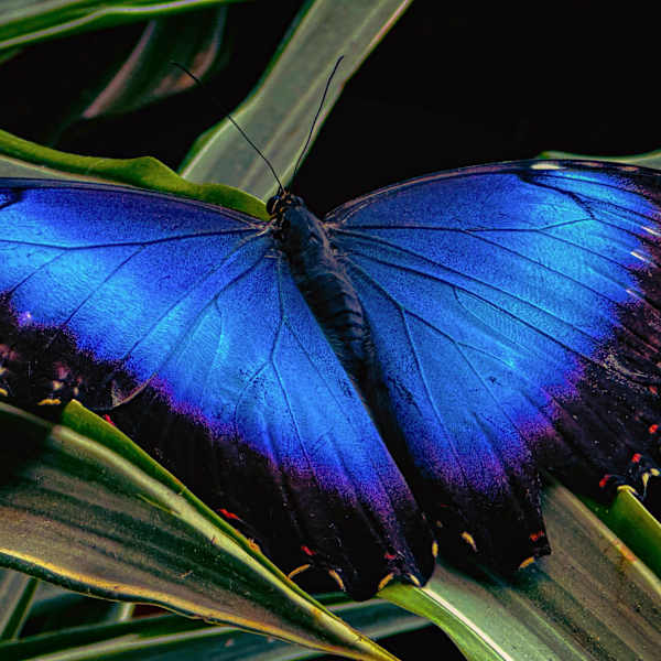 The Rica Butterfly by Ethan Miller, Image 1.