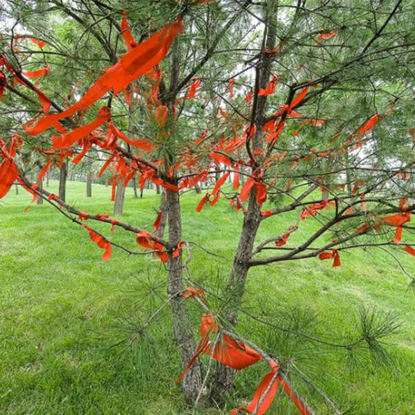 Tree with Prayer Flags, China by Barry Andersen, Image 1.
