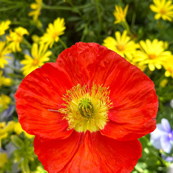 Poppy, Bright in Bloom by Xury Broyles, Image 1.