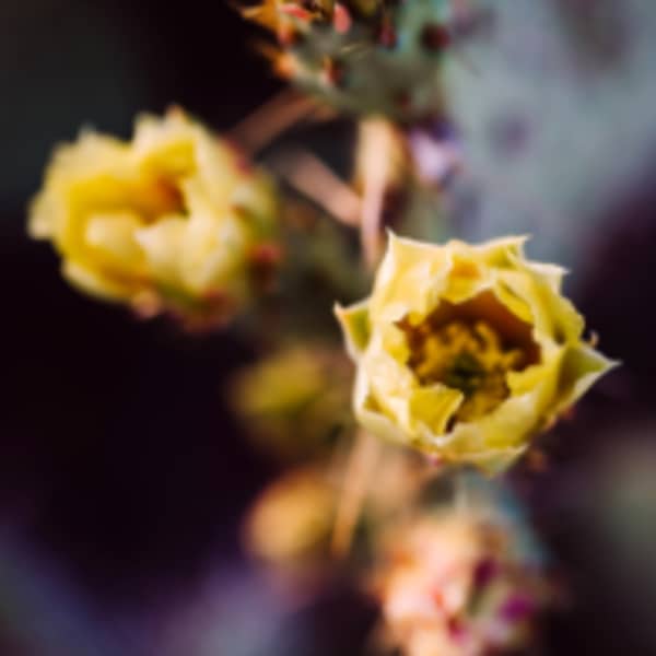 Cactus Flower by Kristin Bendigo, Image 1.