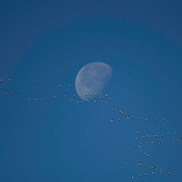Lunar Flyby by Greg Allen, Image 4.