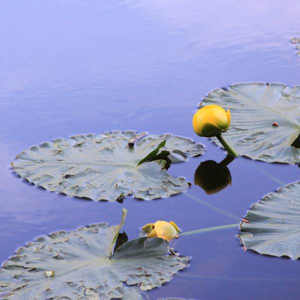 Nymph Lake by Hailee Burger, RN, Image 5.