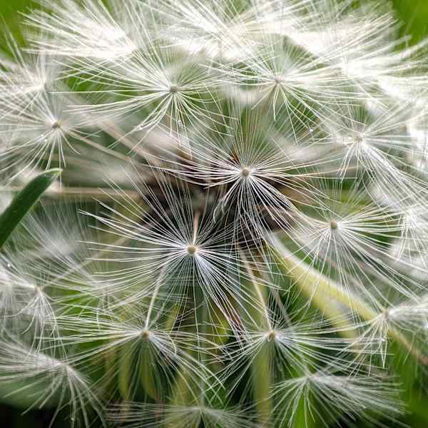 Dandelion by Murilo Domingues Bueno, Image 12.