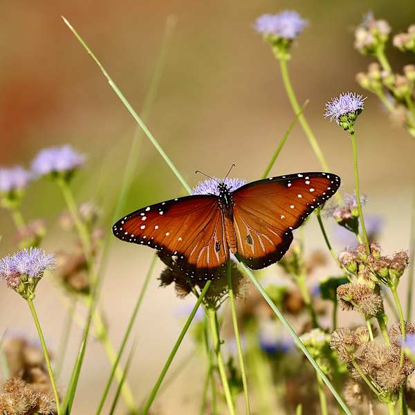 Beauty in the Wild by Alessandro Dela Cruz, Image 6.