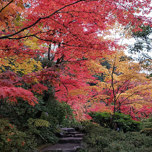 Maple Fire by Rebecca Escobedo, RN, Image 13.