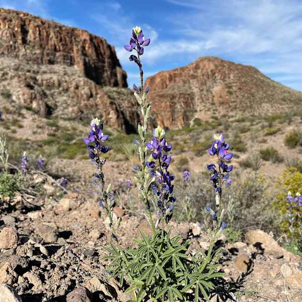 Bluebonnets by Jennifer Townsend, Image 32.