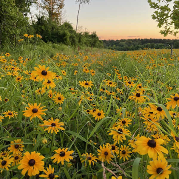 Flower Power by Amber Zatopek, RN, Image 9.