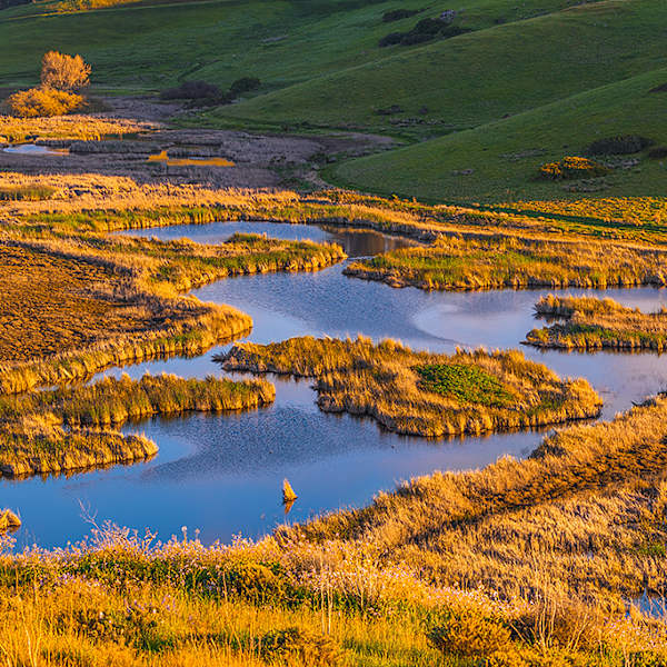 Wetlands and Bare Tree at Sunset, Coyote Hills Regional Park, Alameda County, California by Rob Badger, Image 1.