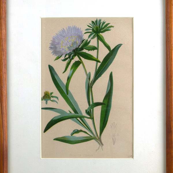 Botanical Print Of Stokesia Cyanea (Plate 13) by L. Prang & Company, Boston, Image 3.