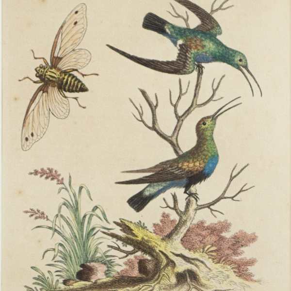Two Hummingbirds & Insect by George Edwards, Image 3.