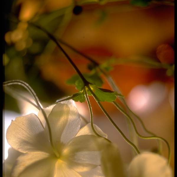 White anemones by Kay Chernush, Image 1.