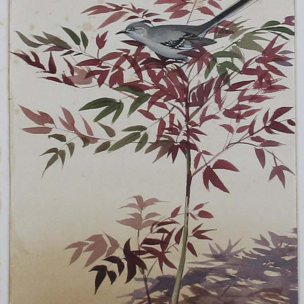 Mockingbird in the Nandina - Front by Stanislaus Sowinski, Image 1.